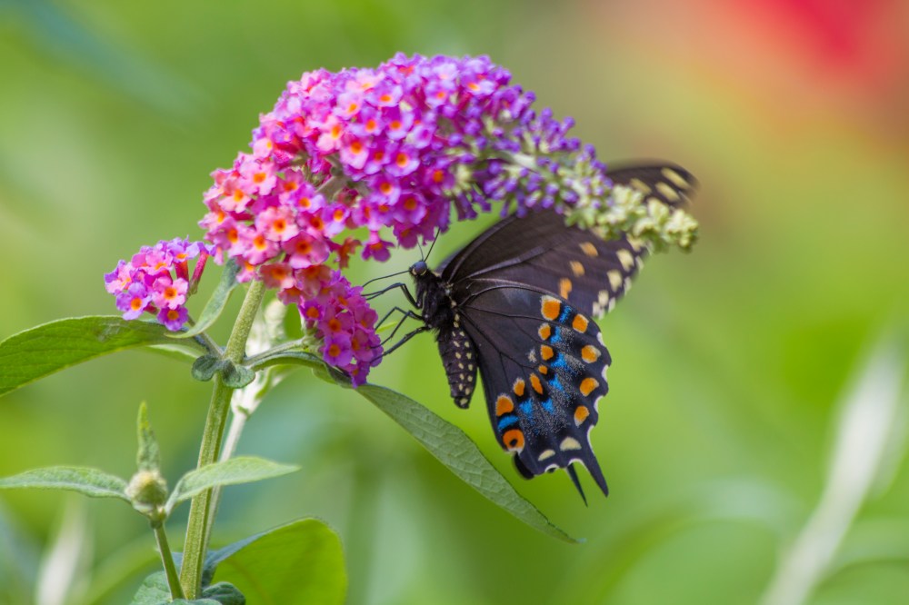 shallowtailbutterfly2